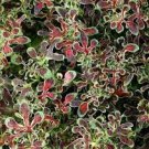 1Pcs Red Coral Coleus Houseplants Live Plant