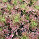 Houseplants Live Plant 2Pcs Red Coral Coleus For Garden