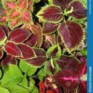 Red Coral Coleus For Garden Houseplants Live Plant 4Pcs