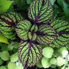 Fishnet Stockings Coleus Houseplants Live Plant 1Pcs Rare Fast Growing Plants