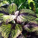 Live Plant 2Pcs Fishnet Stockings Coleus Houseplants  Rare Fast Growing Plants