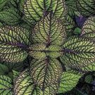 Houseplants  Rare Fast Growing Plants Live Plant 4Pcs Fishnet Stockings Coleus