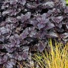 Shiny Shoes Coleus Houseplants Fast Growing Plants Modern 2Pcs Black