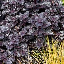 Shiny Shoes Coleus Houseplants Fast Growing Plants Modern 2Pcs Black