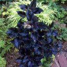Plants Modern 4Pcs Black Shiny Shoes Coleus Houseplants Fast Growing