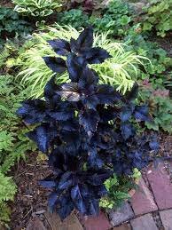 Plants Modern 4Pcs Black Shiny Shoes Coleus Houseplants Fast Growing