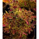 1Pcs Fire Coral Coleus Houseplants Live Plant