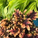 Plant For Garden or House 2Pcs Fire Coral Coleus Houseplants Live Plant