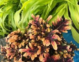 Plant For Garden or House 2Pcs Fire Coral Coleus Houseplants Live Plant