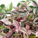 1Pcs Tradescantia Tricolor Houseplants Live Plant