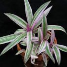 Tricolor Houseplants Live Plant 2Pcs Tradescantia For Garden And Home
