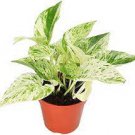 1pcs Snow Queen Marble Queen Pothos House Plants Live Plant Potted