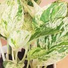 Live Plant Potted 4pcs Queen Pothos House Plants Snow Queen Marble