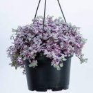 Callisia repens Tradescantia Succulent House Plant 2Pcs Mini Pink Panther