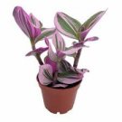 1Pcs Hot Pink Combo 6 inch Pot Tradescantia Nanouk Pallida Variegated Triostar Stromanthe