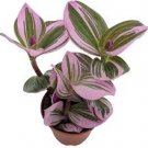 Variegated Triostar Stromanthe 2Pcs Hot Pink Combo Tradescantia Nanouk Pallida