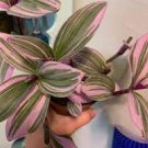 Variegated Triostar Stromanthe 4Pcs Hot Pink Combo Tradescantia Nanouk Pallida