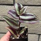 1Pcs Tradescantia Zebrina Burgundy Wandering Jew Houseplants Live Plant