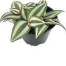 Burgundy Wandering Jew Houseplants Live Plant 2Pcs Tradescantia Zebrina