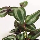 Burgundy Wandering Tradescantia Zebrina Jew Houseplants Live Plant 4Pcs