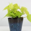 Houseplants Live Plant 3 Hederaceum Lemon Lime Neon Philodendron