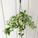 1Pcs Tradescantia Fluminensis Variegata Green and White House Plant