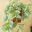 Variegata Green and White House Plant 2Pcs Tradescantia Fluminensis