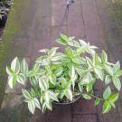 House Plant 3Pcs Tradescantia Variegata Green and White  Fluminensis