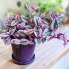1 Pink Fairy Garden Mini Succulent Tradescantia Nanouk House plants Live