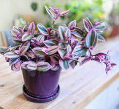1 Pink Fairy Garden Mini Succulent Tradescantia Nanouk House plants Live