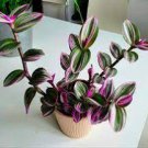 Tradescantia Nanouk House Live Plants 2 Pink Fairy Garden Mini Succulent
