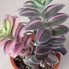 Mini Succulent Tradescantia Nanouk House Live Plants 4 Pink Fairy Garden