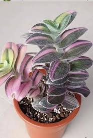 Mini Succulent Tradescantia Nanouk House Live Plants 4 Pink Fairy Garden