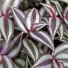 3 Cuttings Tradescantia Zebrina Burgundy Color Wandering Jew Houseplants Live Plant