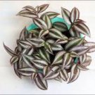Burgundy Color Wandering Jew Houseplants Live Plant 6 Cuttings Tradescantia Zebrina
