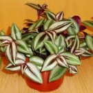 Live Plant 12 Cuttings Burgundy Color Wandering Jew Houseplants Tradescantia Zebrina