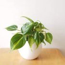 1Pcs Live Plant Philodendron Brasil House Plants