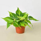 Philodendron Brasil House Plants 2Pcs Live Plant