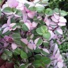 72 Count (Tray Plugs) Pink Panther Callisia Repens Variegated Wandering Jew For Garden