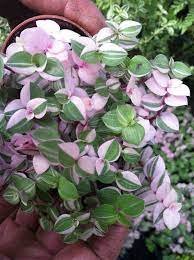 72 Count (Tray Plugs) Pink Panther Callisia Repens Variegated Wandering Jew For Garden