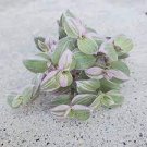 Callisia Repens Variegated Wandering Jew For Garden 144 Count (Tray Plugs) Pink Panther