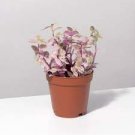 Wandering Jew For Garden 216 Count (Tray Plugs) Pink Panther Callisia Repens Variegated
