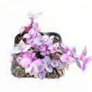1Pcs Mini Succulents Pink Panther Callisia repens Houseplants Live Plant