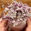 Pink Panther Callisia repens Houseplants Live Plant 2Pcs Mini Succulents