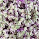 Houseplants Live Plant 4Pcs Pink Panther Callisia Repens Mini Succulents