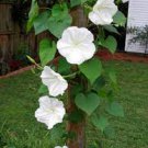 1 Flowers Moonflower White Angel Live Plant