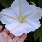 Beautifull 2 Flowers Moonflower White Angel Live Plant