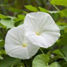 White Angel Live Plant Beautifull 4 Flowers Moonflower For Garden