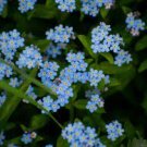 Forget Me Not Flowers 1 Live Plant Blue Color Flowers For Garden
