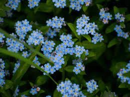 Forget Me Not Flowers 1 Live Plant Blue Color Flowers For Garden